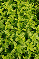 Image showing fresh sweet mint