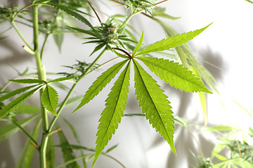 Image showing cannabis plant isolated 