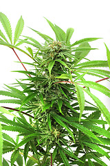 Image showing cannabis plant isolated 