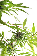 Image showing cannabis plant isolated 