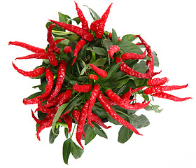 Image showing red chili peppers 