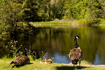 Image showing Canada geese family