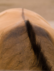 Image showing Abstract horse back