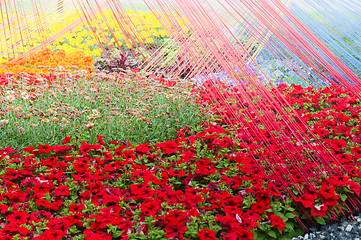 Image showing Background from beautiful red flowers