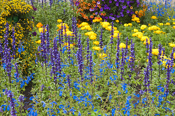 Image showing beautiful flowers in the garden, close-up 