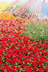 Image showing Background from beautiful red flowers