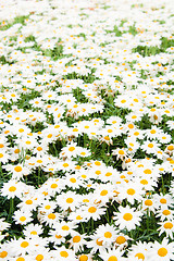 Image showing Background from beautiful white camomiles