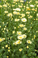 Image showing beautiful flowers in the garden, close-up 