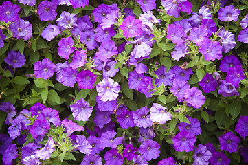 Image showing Background from beautiful dark blue flowers