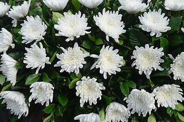 Image showing White Chrysanthemums