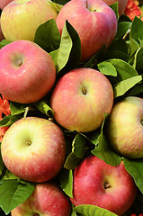 Image showing Red Fuji Apples