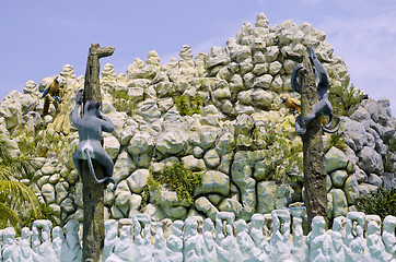 Image showing Monkeys and Parrots