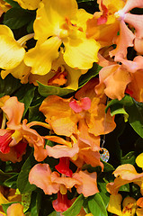 Image showing Orange Orchids