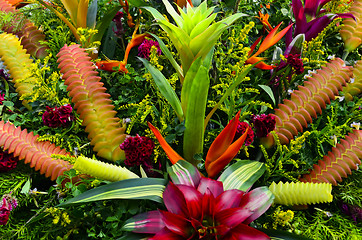 Image showing Bromeliad Flowers