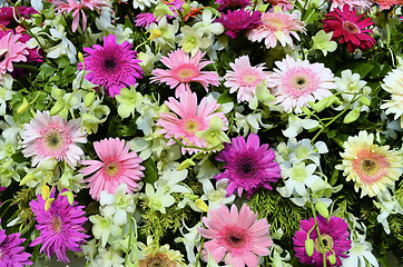 Image showing Daisies and Orchids