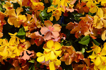 Image showing Orange and Yellow Orchids