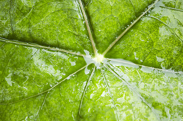 Image showing Wet Green Leaf