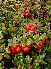 Image showing Cowberry