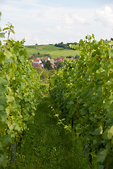 Image showing Alsace landscape and vinewyard