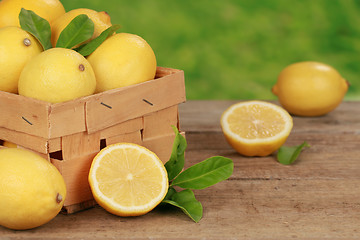 Image showing Harvesting lemons