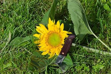 Image showing cut unripe sunflower head and knife 
