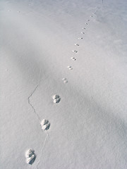 Image showing Footsteps on the snow