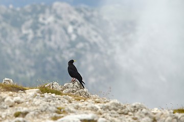 Image showing Bird