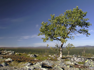 Image showing Lonely Tree