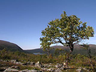 Image showing Lonely Tree