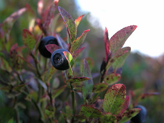 Image showing Blueberry