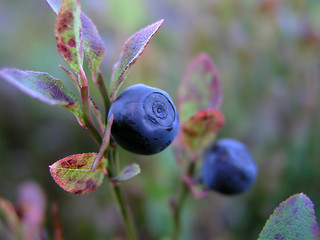 Image showing Wild Blurberry