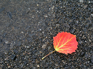 Image showing Colorful Autumn Leaf