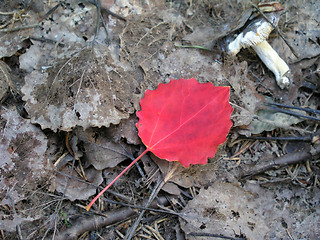 Image showing Colorful Autumn Leaves