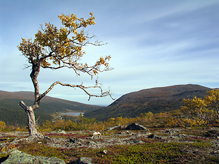 Image showing Lonely Tree