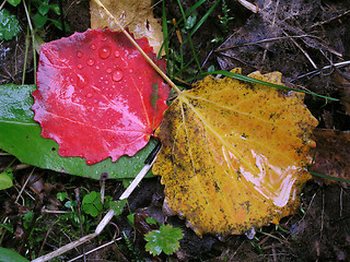 Image showing Colorful Autumn Leaves