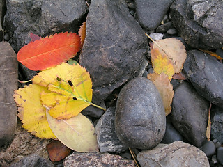 Image showing Colorful Autumn Leaves 