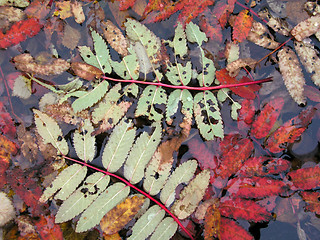 Image showing Colorful Autumn Leaves