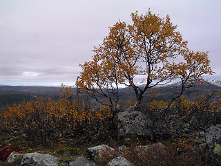 Image showing Autumn Tree