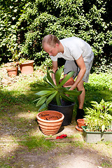 Image showing gardener repot green aloe vera plant in garden