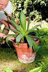 Image showing gardener repot green aloe vera plant in garden