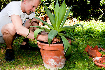 Image showing gardener repot green aloe vera plant in garden