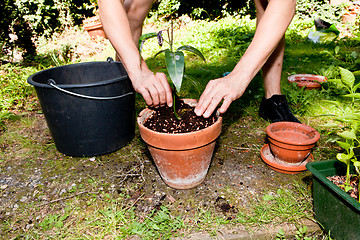 Image showing gardener repot green aloe vera plant in garden