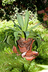 Image showing gardener repot green aloe vera plant in garden