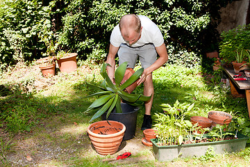 Image showing gardener repot green aloe vera plant in garden