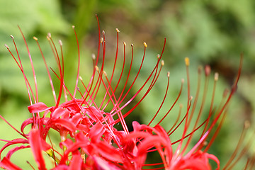 Image showing Natural eyelashes...:)