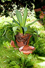 Image showing gardener repot green aloe vera plant in garden