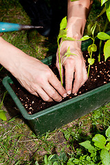 Image showing gardener repot green aloe vera plant in garden