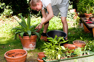 Image showing gardener repot green aloe vera plant in garden