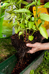 Image showing gardener repot green aloe vera plant in garden