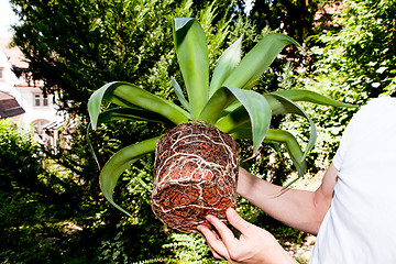 Image showing gardener repot green aloe vera plant in garden